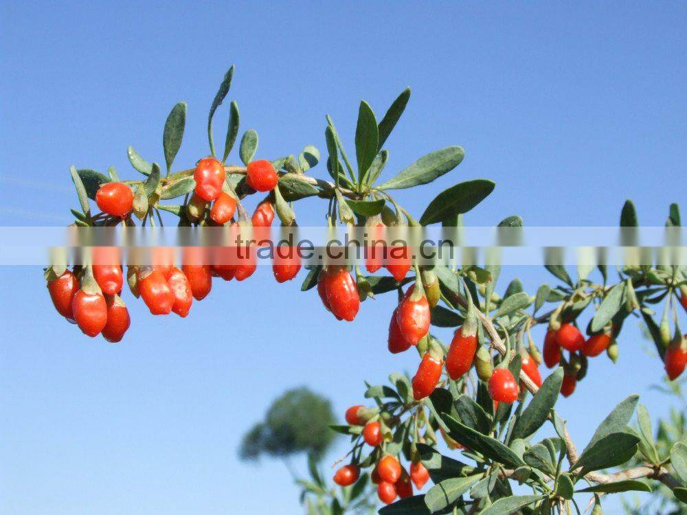 Chinese Dried Goji Berries - Dried Goji Berries - Goji Berries