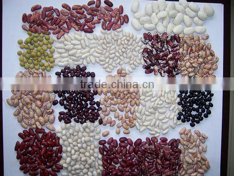 2014 Chinese white kidney bean with cheap price