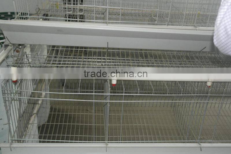 20000 Layer Farm Equipment large scale automatic project