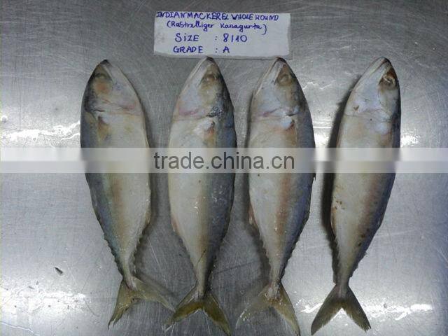 FROZEN INDIAN MACKEREL