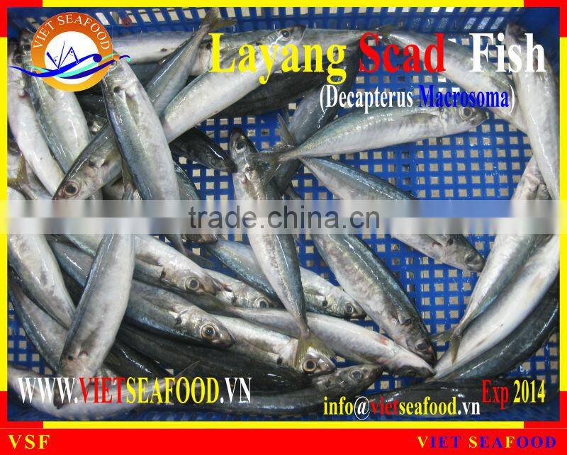 FROZEN LAYANG SCAD WHOLE ROUND