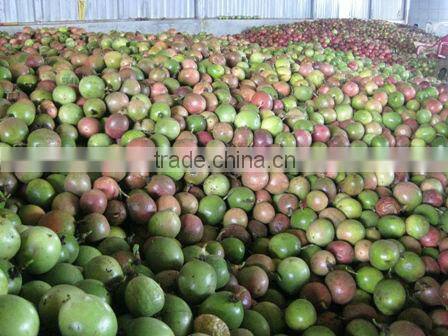 Fresh Passion Fruit - High quality - New Crop 2014