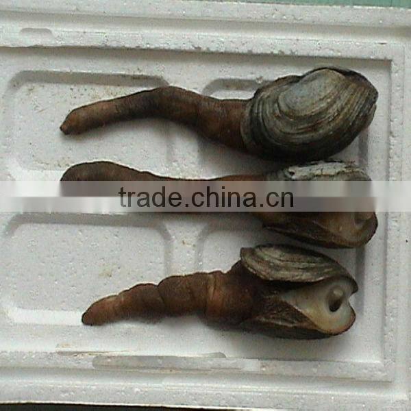 High quality new geoduck meat seafood