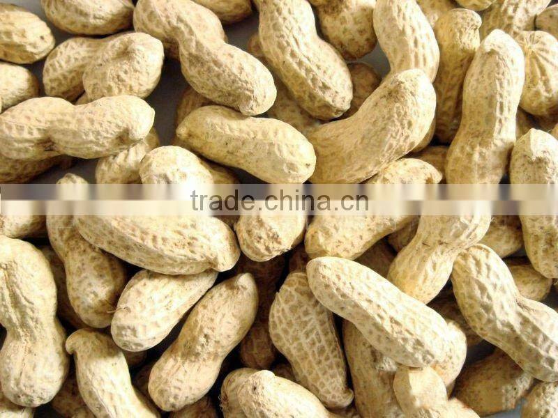 PEANUT PEANUT WITH SHELL