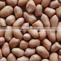 Raw Peanuts Inshell New Crop