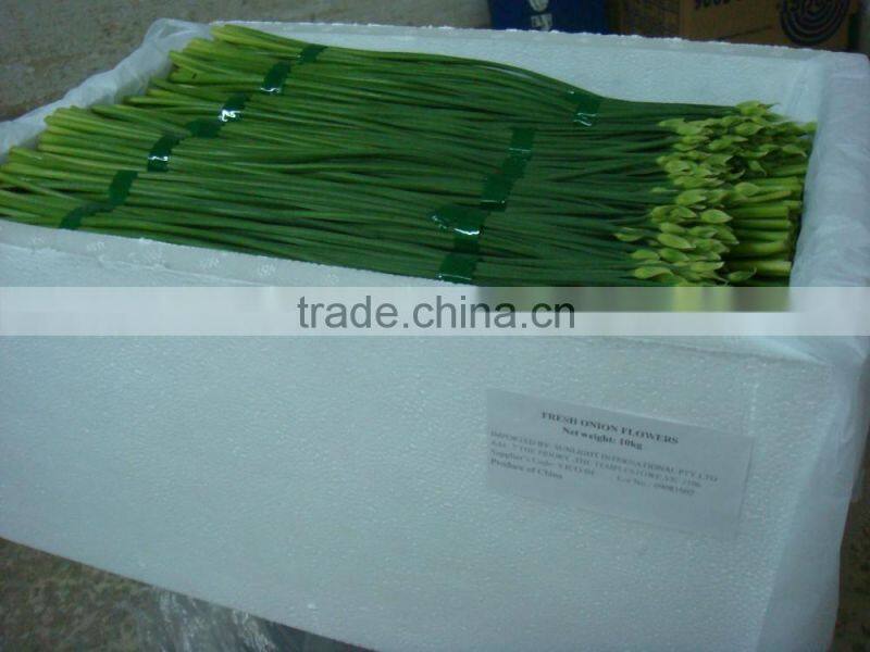 2015 new arrival hot sale fresh onion flowers from professional factory