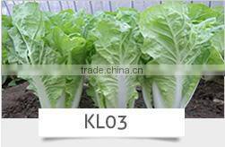 CU17 Ding f1 hybrid smooth green chinese cucumber seeds 16 to 18cm