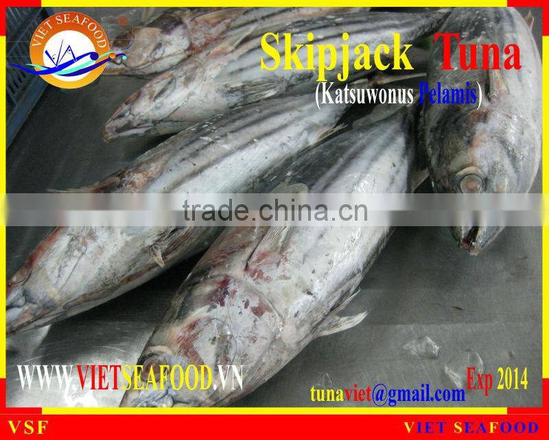 WHOLE ROUND FROZEN SKIPJACK TUNA