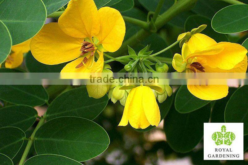 Cassia surattensis tropical flower trees