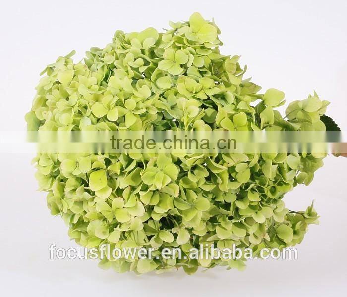 Best Price Fresh Cut Processing Type Natural Hydrangea Wholesale From Yunnan ,China