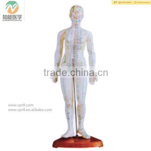 High Quality Medical Chinese acupuncture model 46cm