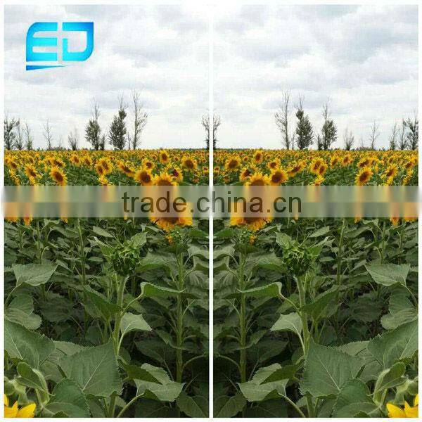 Chinese Sunflower Seed Kernel Inner Mongolia, Sunflower Kernel for Sale
