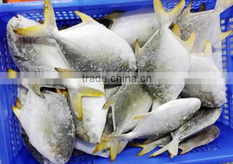 Frozen Golden Pompano Fish Supplier