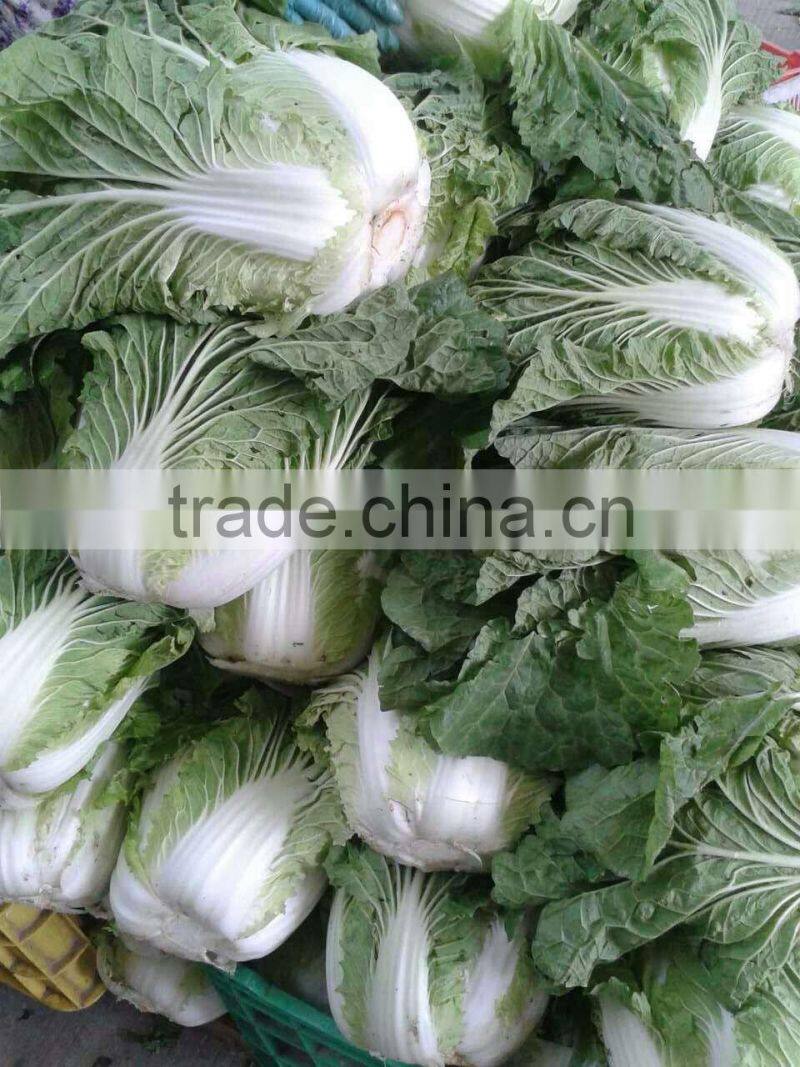 Wholesale Chinese long cabbage
