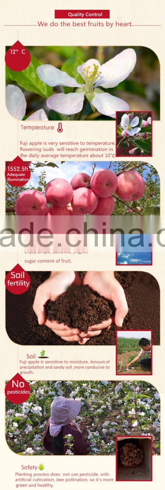 apple fruit specification