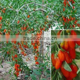Dried Goji berry