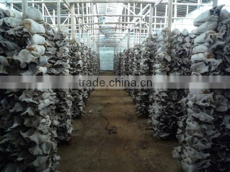 Competitive pric dried White back fungus