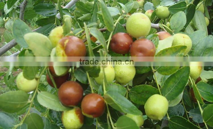 Jujube tree seedling