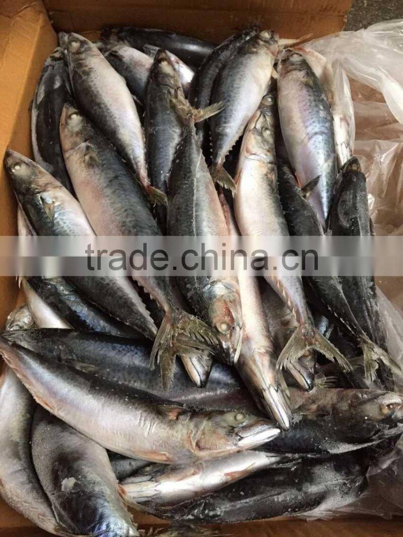 pacific mackerel 250-300g seafrozen 2015