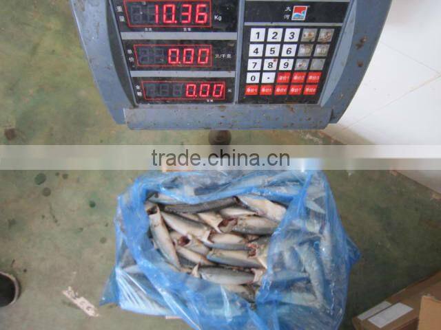 Pacific mackerel HGT