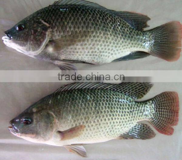 new caught frozen tilapia for fish