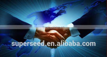 China Factory 100 Cotton Sport Towel