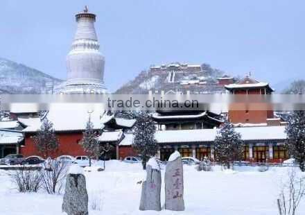 Wild sea buckthorn plants oil,sea buckthorn pulp oil factory