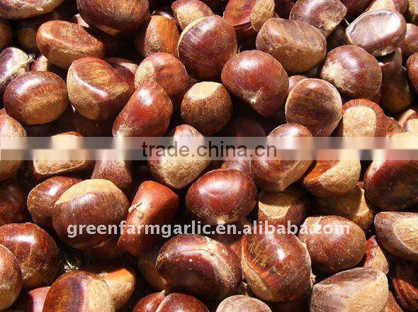 New Chestnut Crops