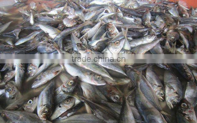 whole round horse mackerel frozen horse mackerel
