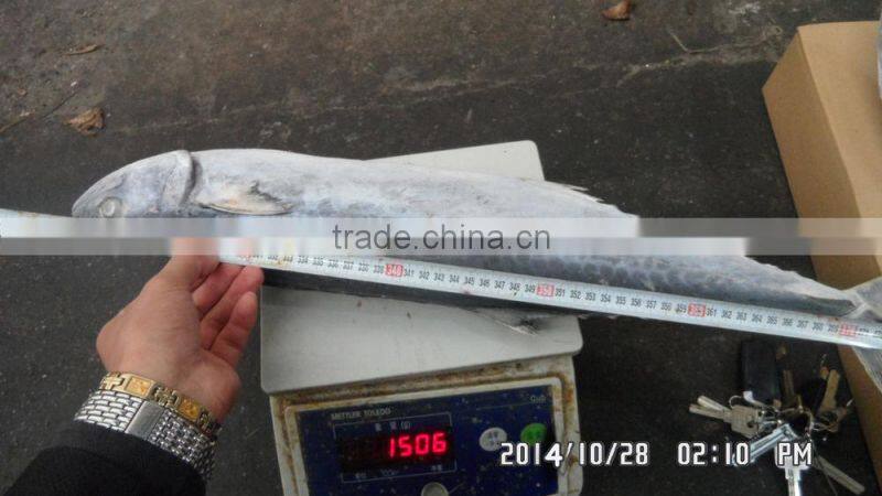 frozen spanish mackerel whole round IQF