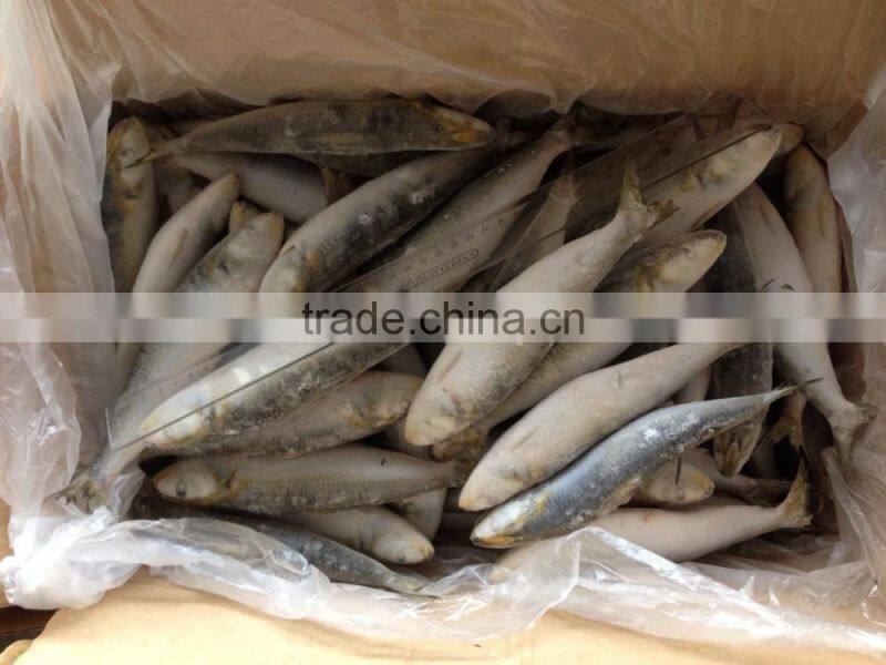 Frozen Whole Round Sardine