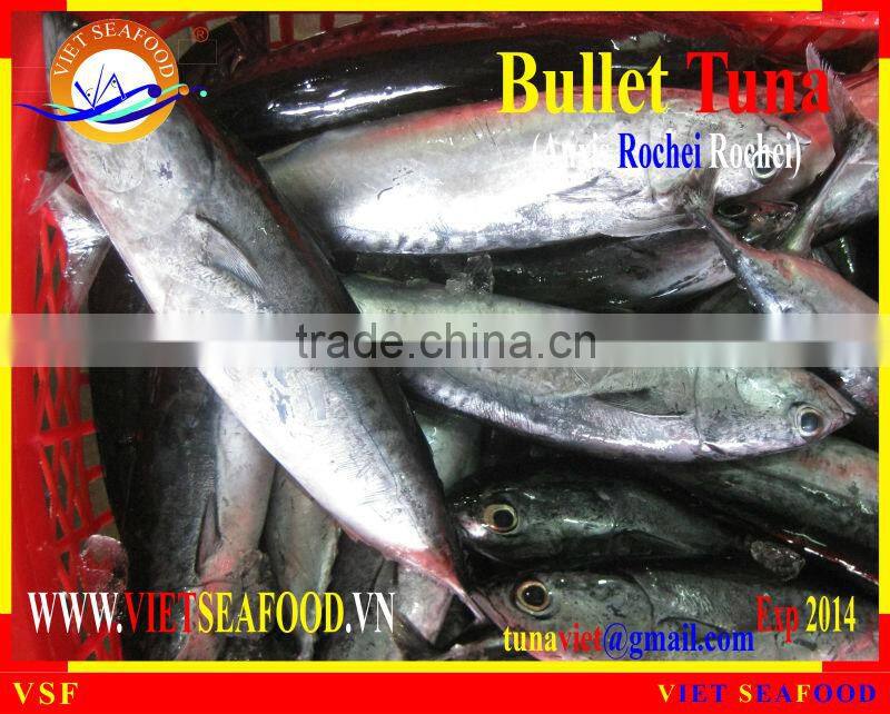 FROZEN W/R BULLET TUNA