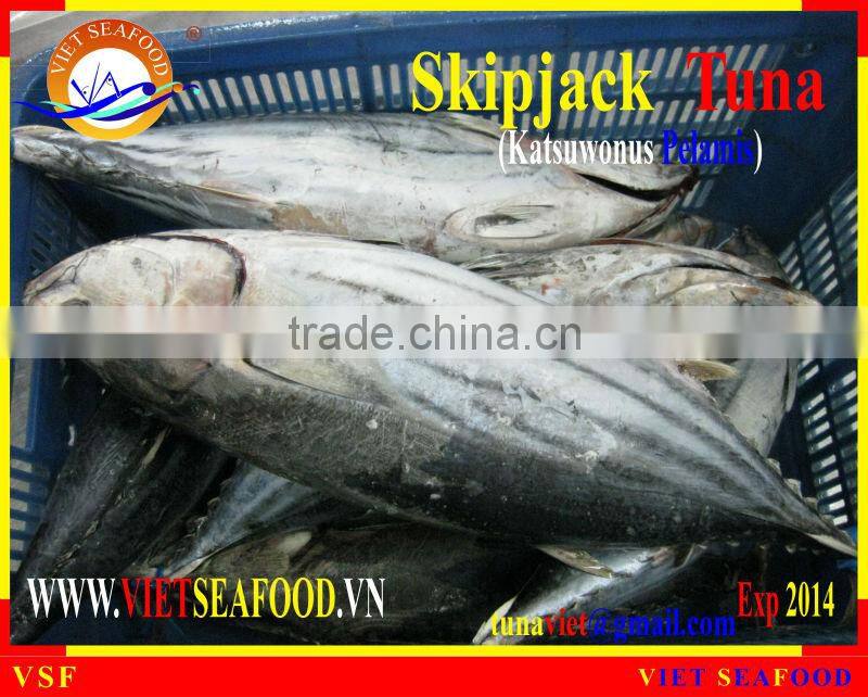 FROZEN WHOLE ROUND SKIPJACK TUNA