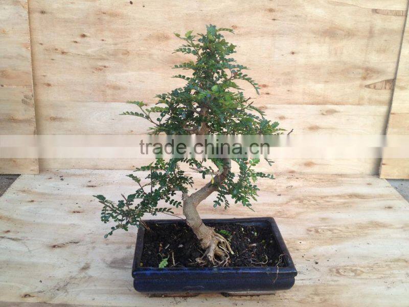 Zanthoxylum Odorum bonsai S shape