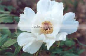 Tree Peony Plant Root Chun Hong Jiao Yan