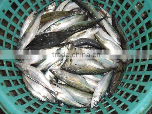 Frozen pacific mackerel for sale with size - 80g
