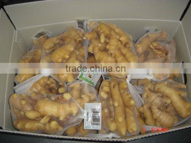 fresh ginger for sale
