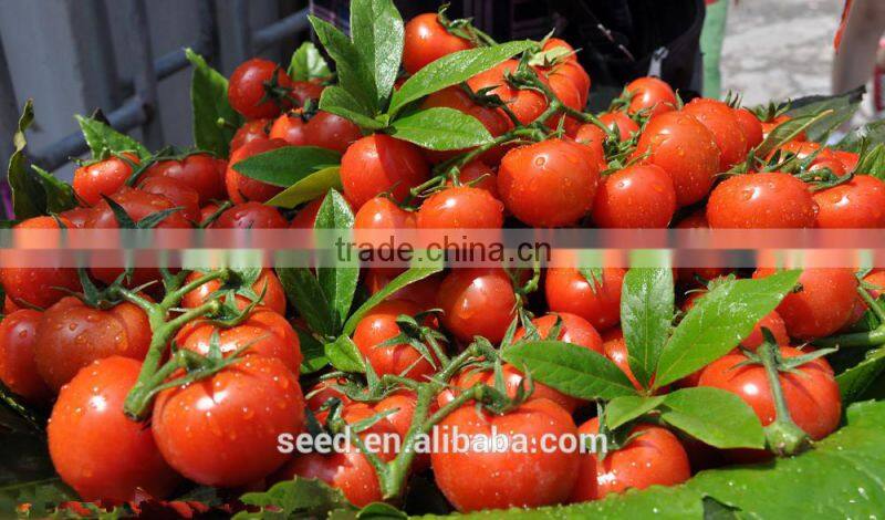 SXTS No.1424 pink red hybrid f1 tomato seeds