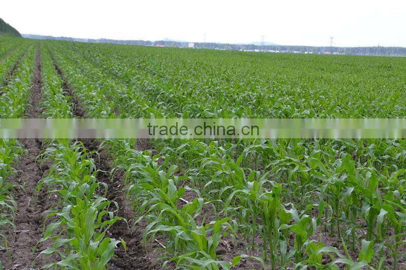 new products agricultural farm pneumatic precision 5-row potato seed equipment