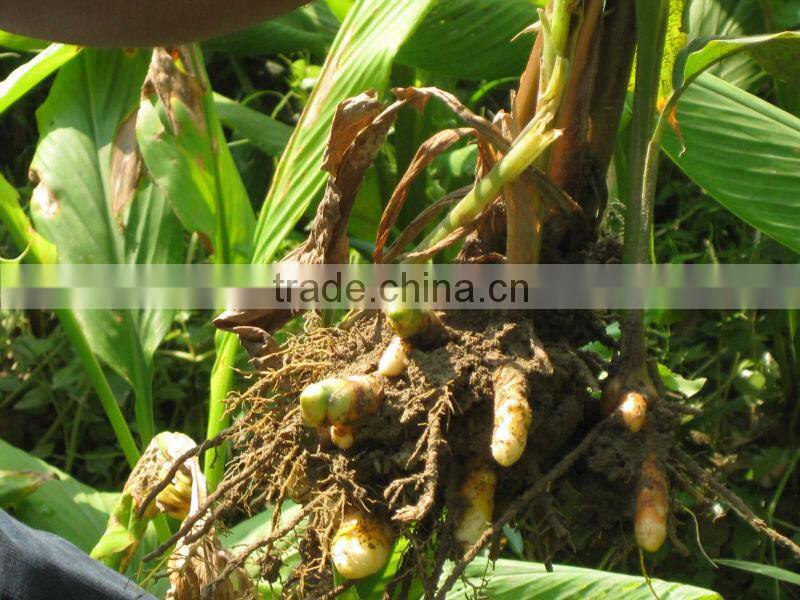 Turmeric finger 2014 strong taste