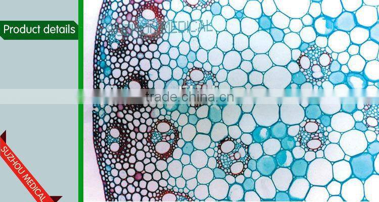 Zea stem TS Corn stem prepared slides