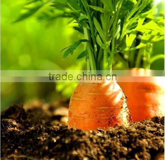 frozen fresh varied carrot diced products