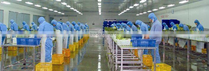 IQF frozen green pepper with dices strips cubes cups