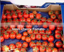 fresh tomato crops 2014