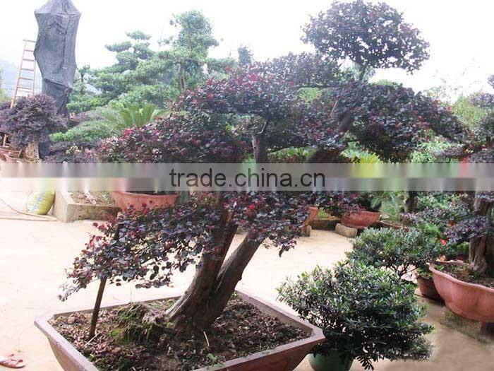 red flower Loropetalum chinense for ornamental outdoor landscaping beautiful bonsai plants