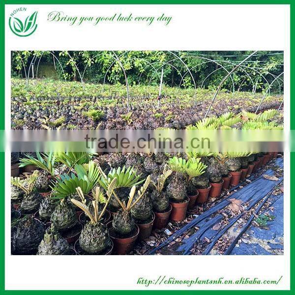 Indoor and Outdoor Ornamental Zamia Furfuracea Ait Plants