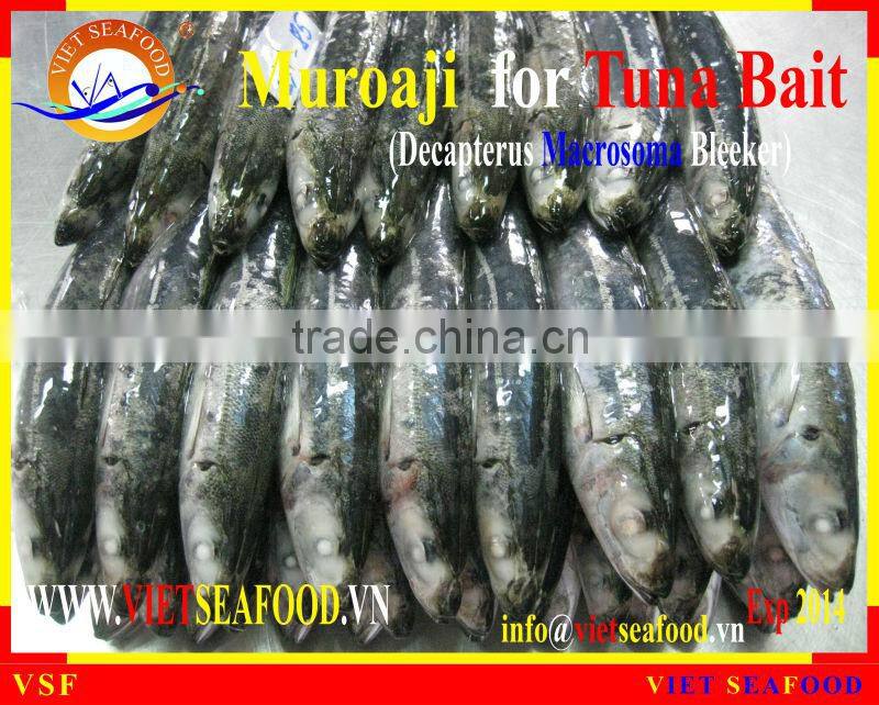 FROZEN MUROAJI FOR TUNA BAIT