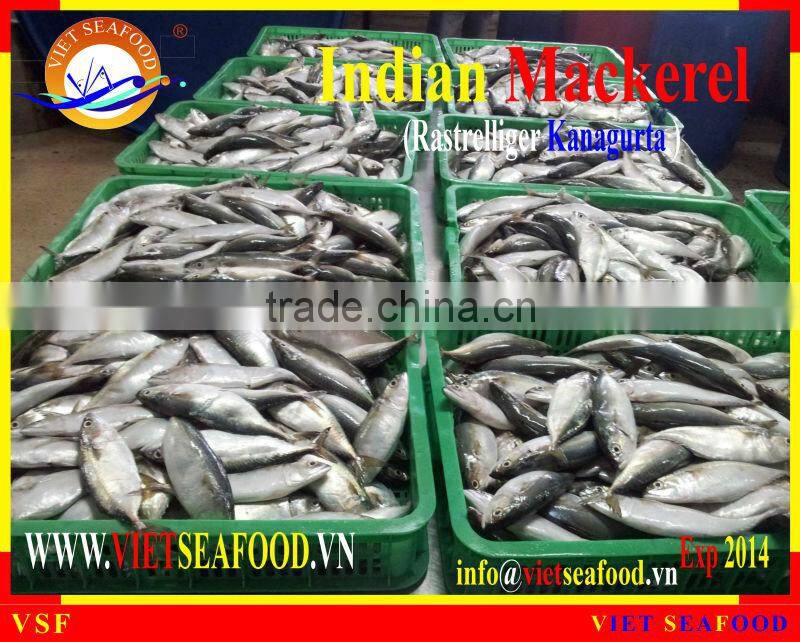 FROZEN W/R INDIAN MACKEREL