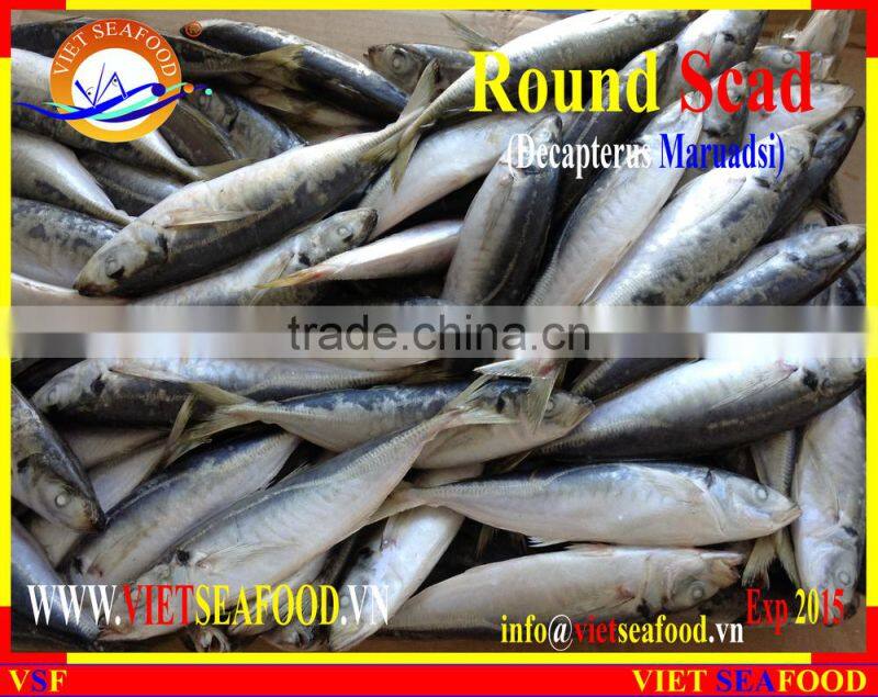 FROZEN MARUADSI (ROUND SCAD)