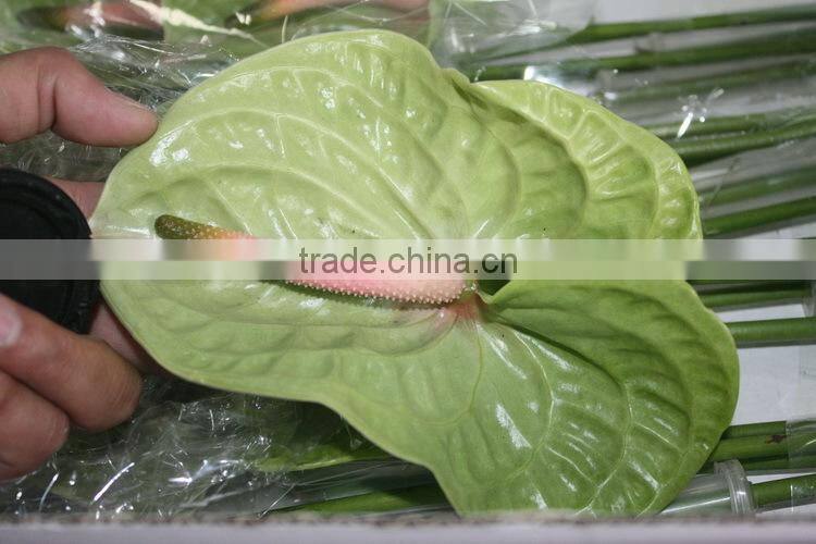Elegant in smell factory direct fresh antirrhinum bunch